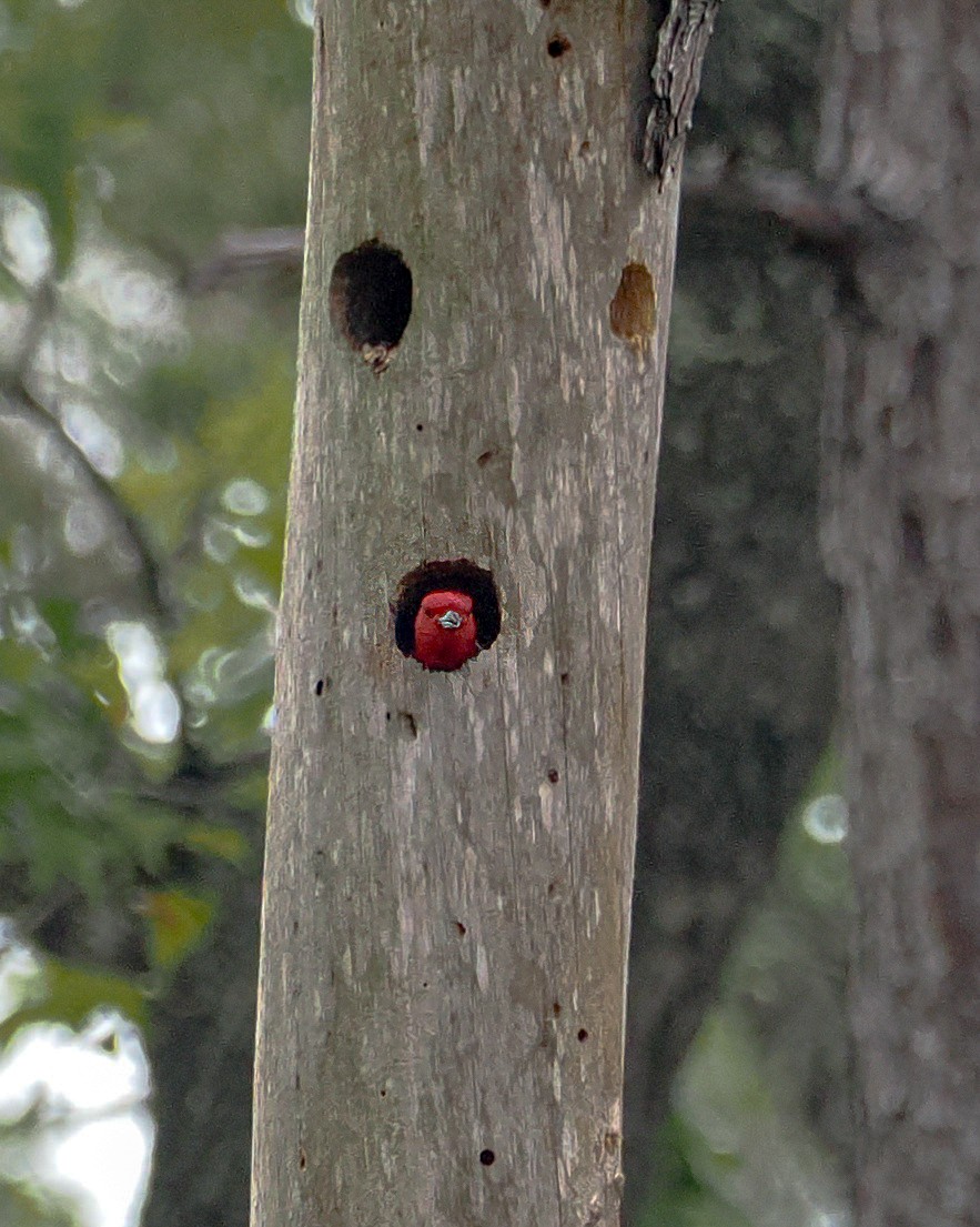 Red-headed Woodpecker - ML618088260