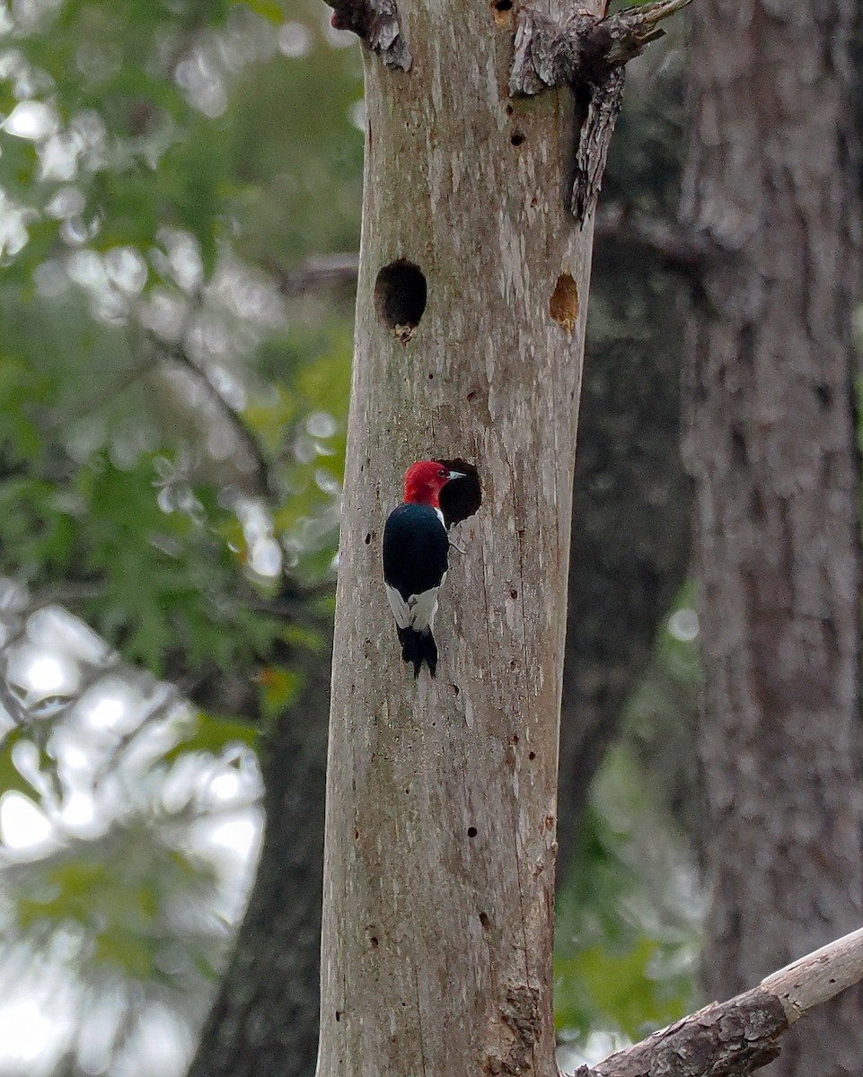 Red-headed Woodpecker - ML618088262