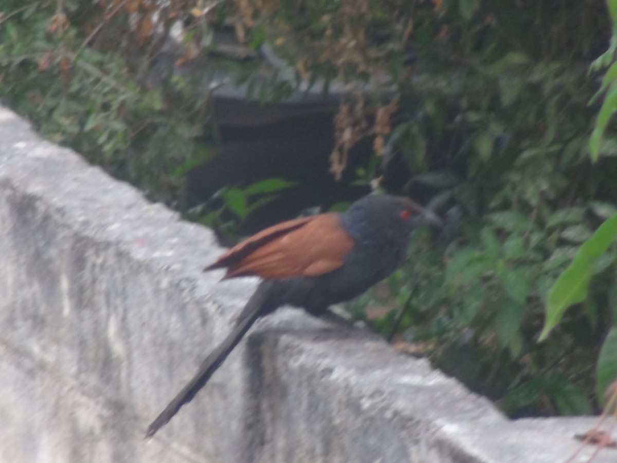 Greater Coucal - ML618088267