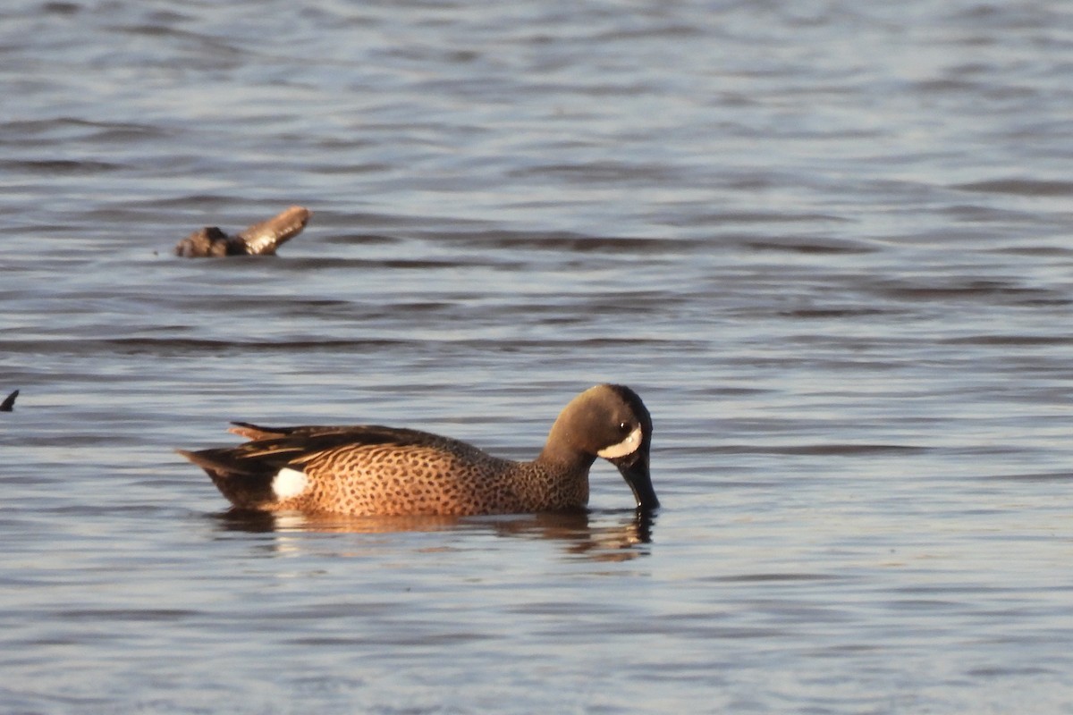 Blue-winged Teal - ML618088276