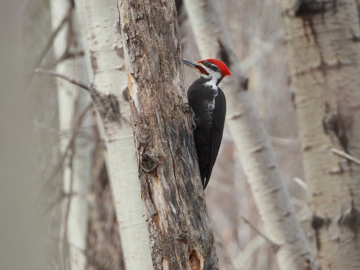 Pileated Woodpecker - valerie pelchat