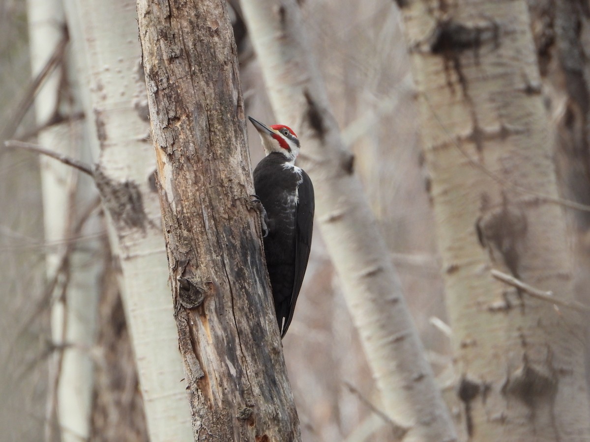 Pileated Woodpecker - valerie pelchat