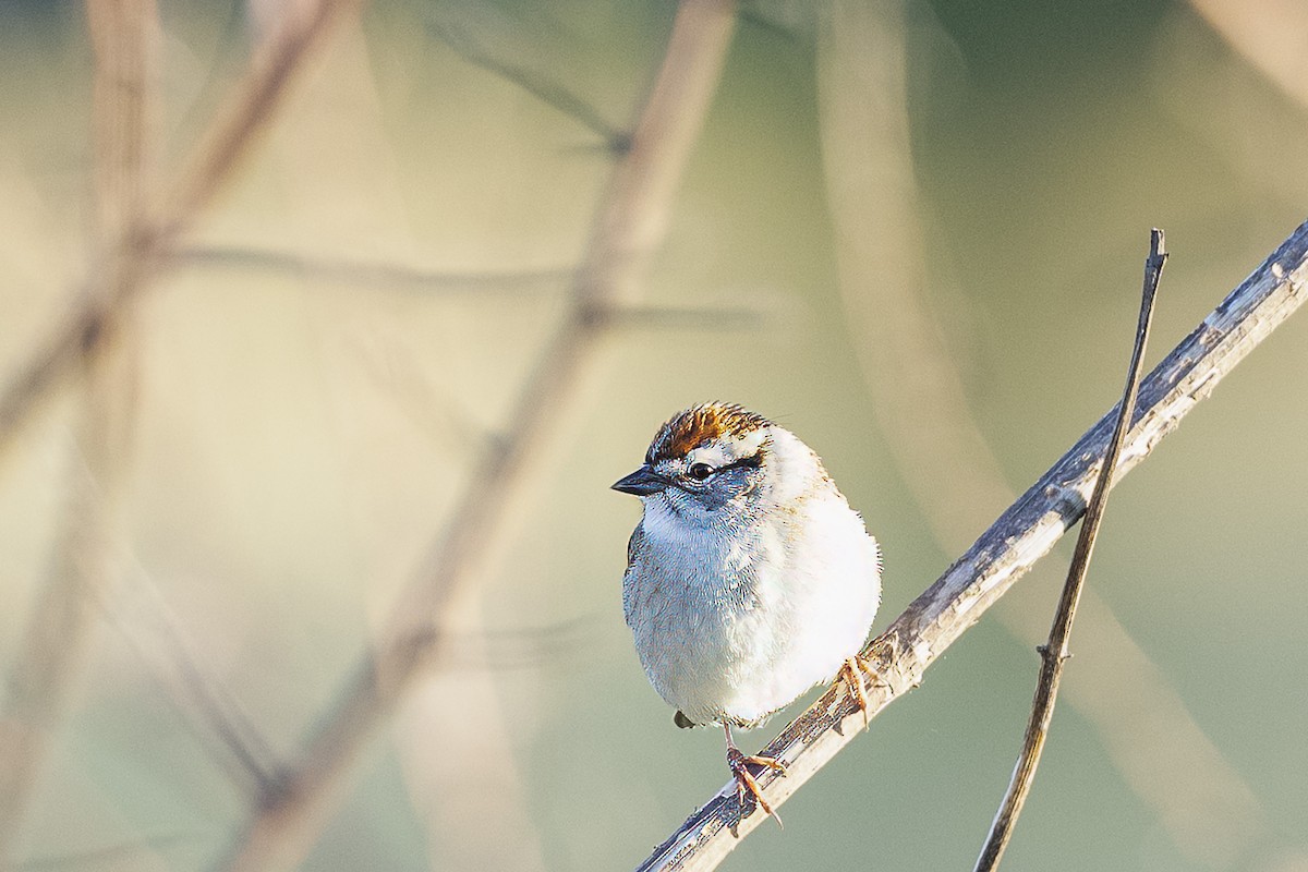 Chipping Sparrow - ML618088292