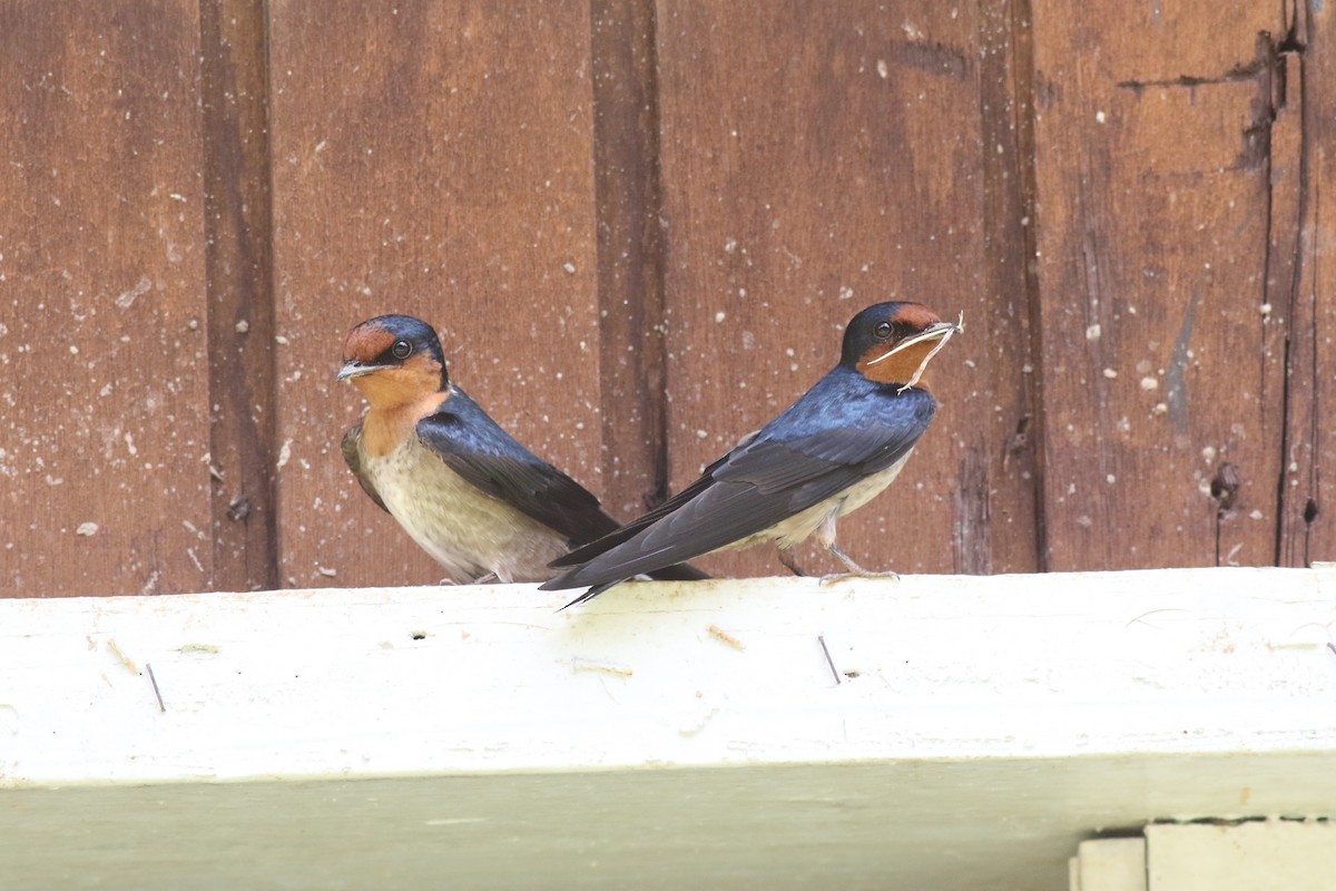 Pacific Swallow - ML618088298