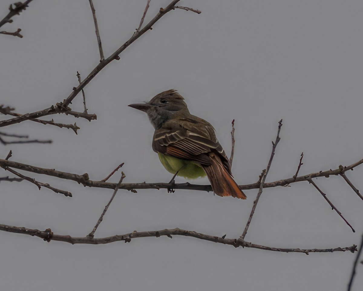 Great Crested Flycatcher - ML618088316