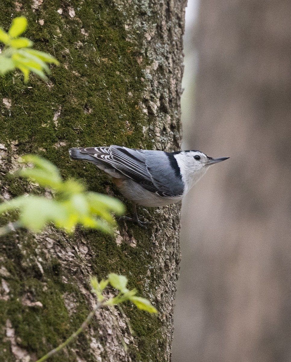 White-breasted Nuthatch - ML618088321