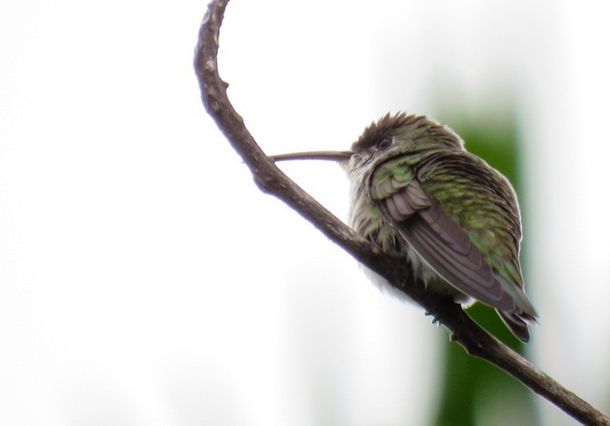 White-bellied Hummingbird - ML618088372