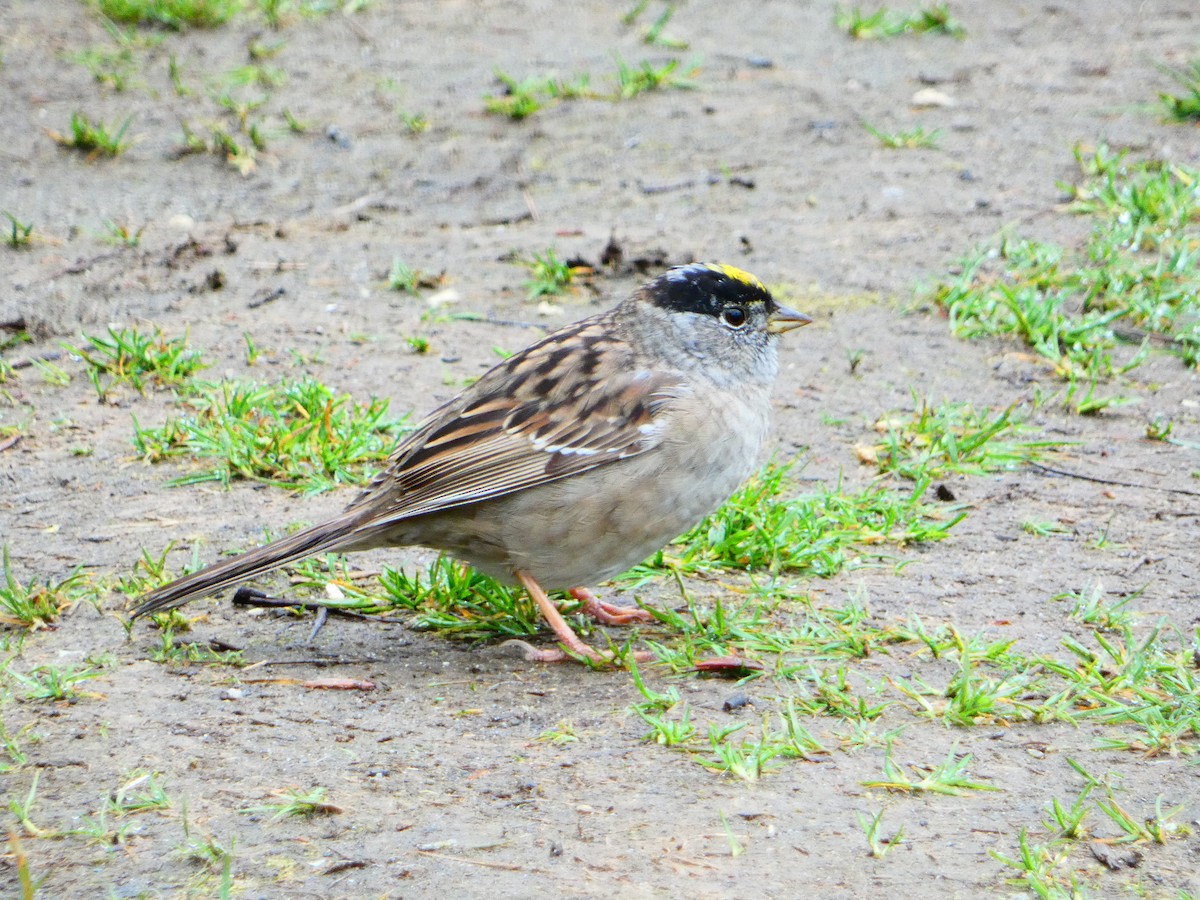 Golden-crowned Sparrow - ML618088391