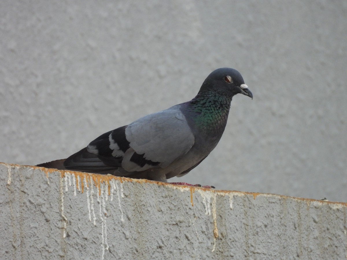 Rock Pigeon (Feral Pigeon) - Chethan Krishnan