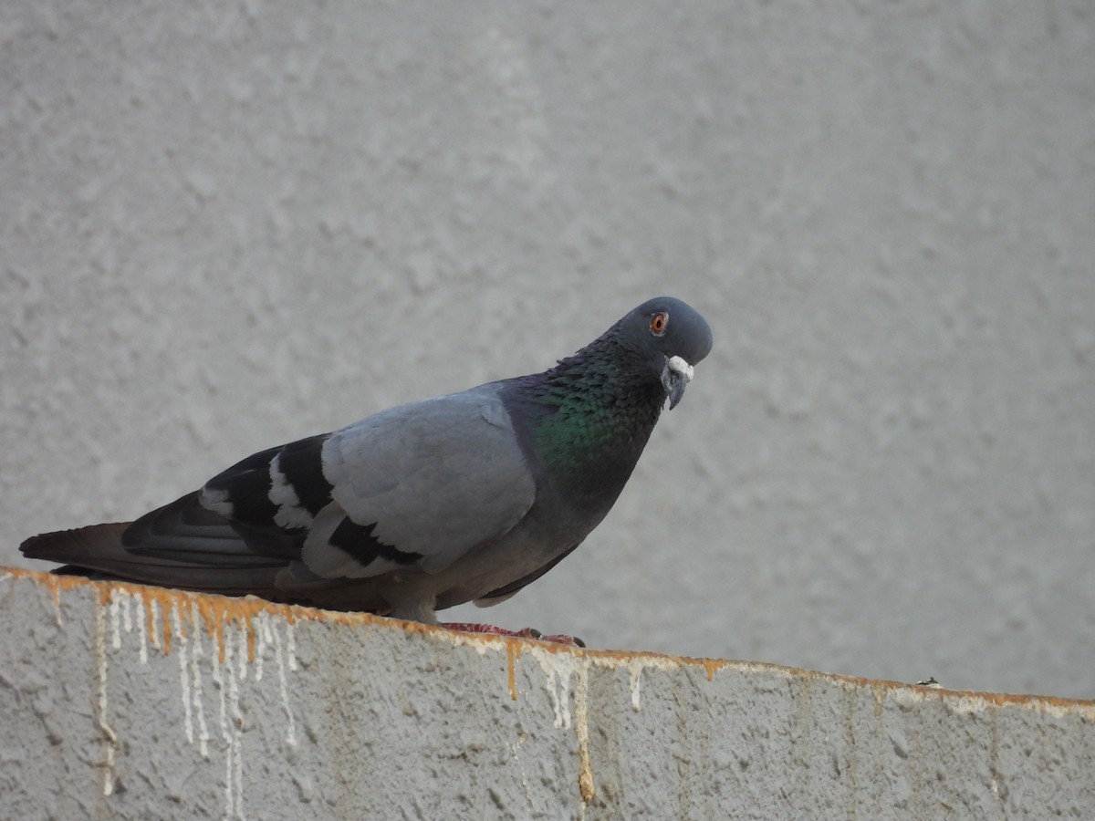 Rock Pigeon (Feral Pigeon) - Chethan Krishnan