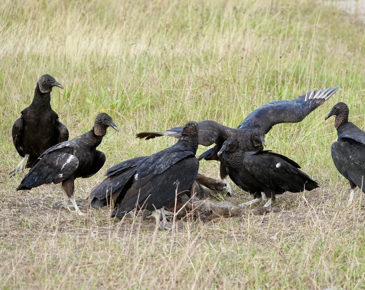 Black Vulture - Michael Calamari
