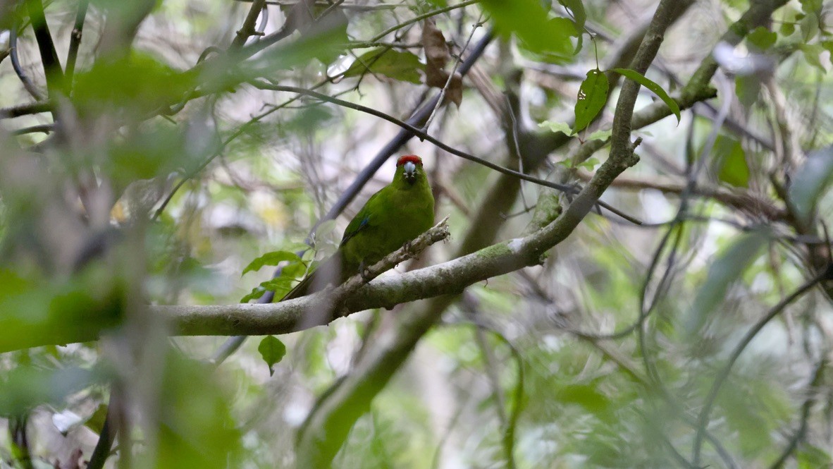 Red-crowned Parakeet - Markus Leiser