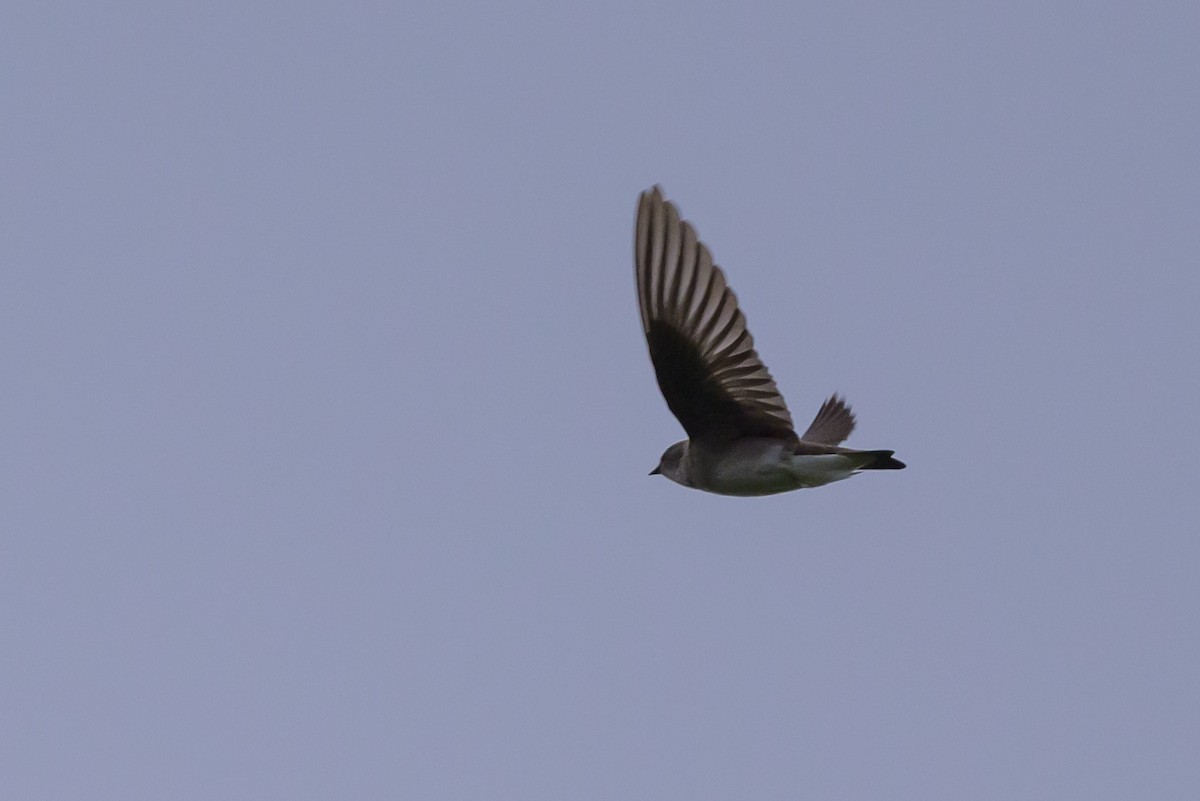 Northern Rough-winged Swallow - Stephen Davies