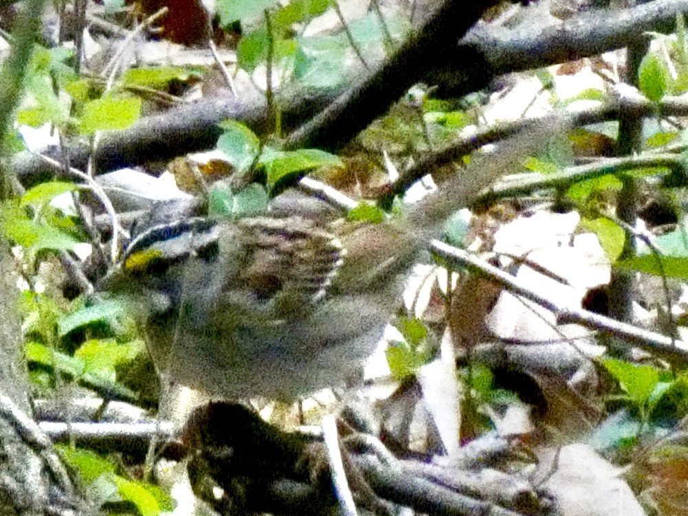 White-throated Sparrow - Connee Chandler