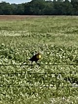 Yellow-headed Blackbird - ML618088515