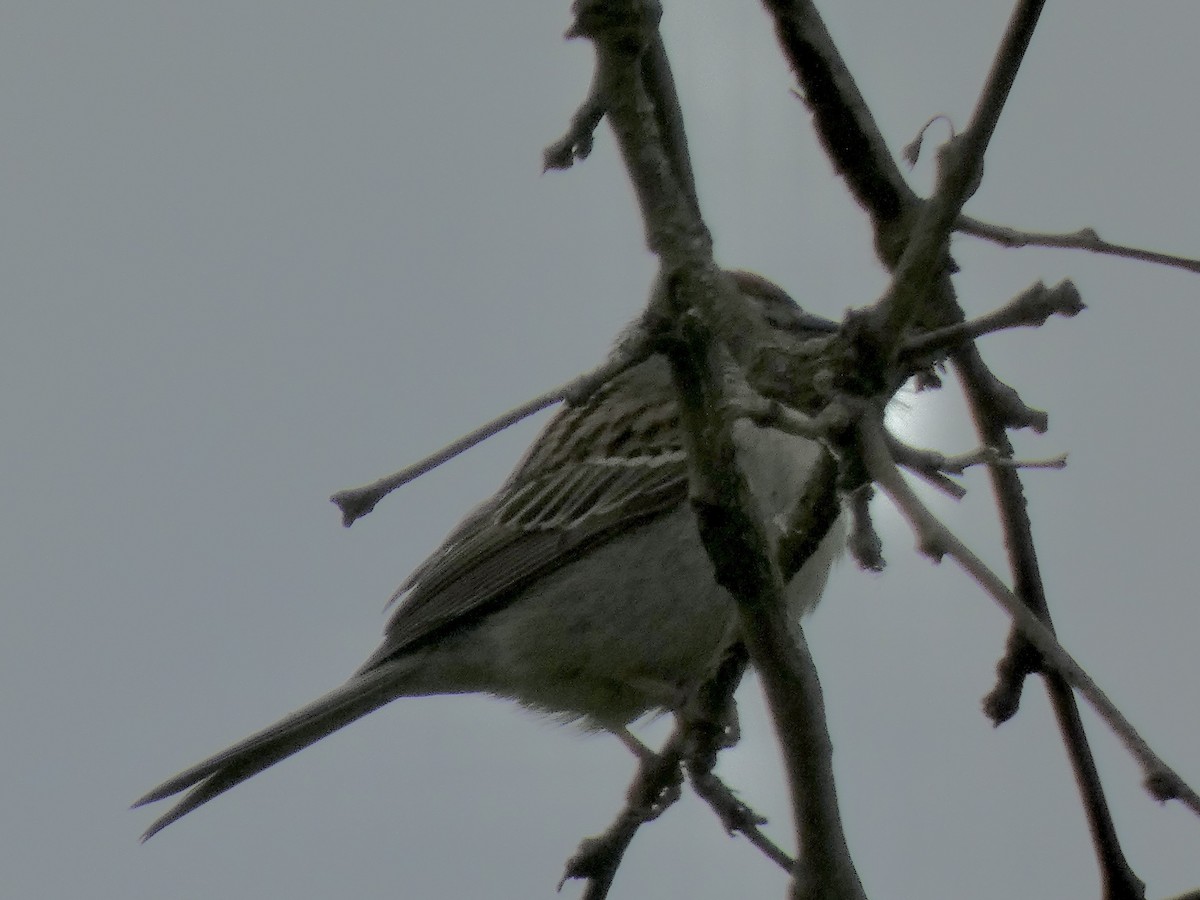 Song Sparrow - Connee Chandler