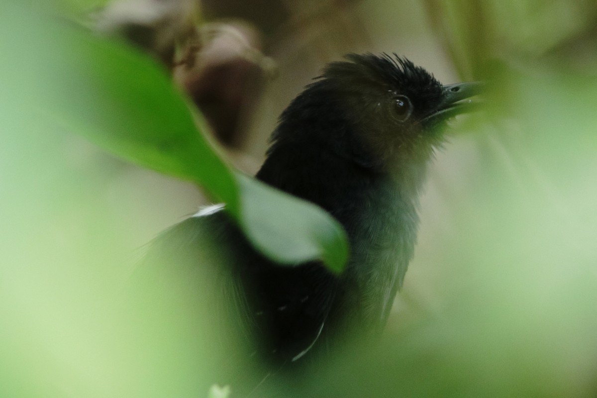 Blackish Antbird - ML618088538