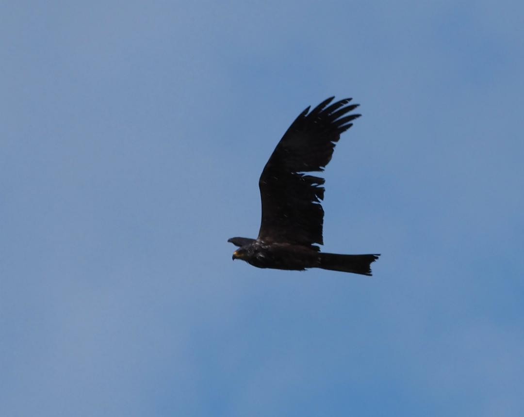 Black Kite - Ornitocampero Haritz Sarasa