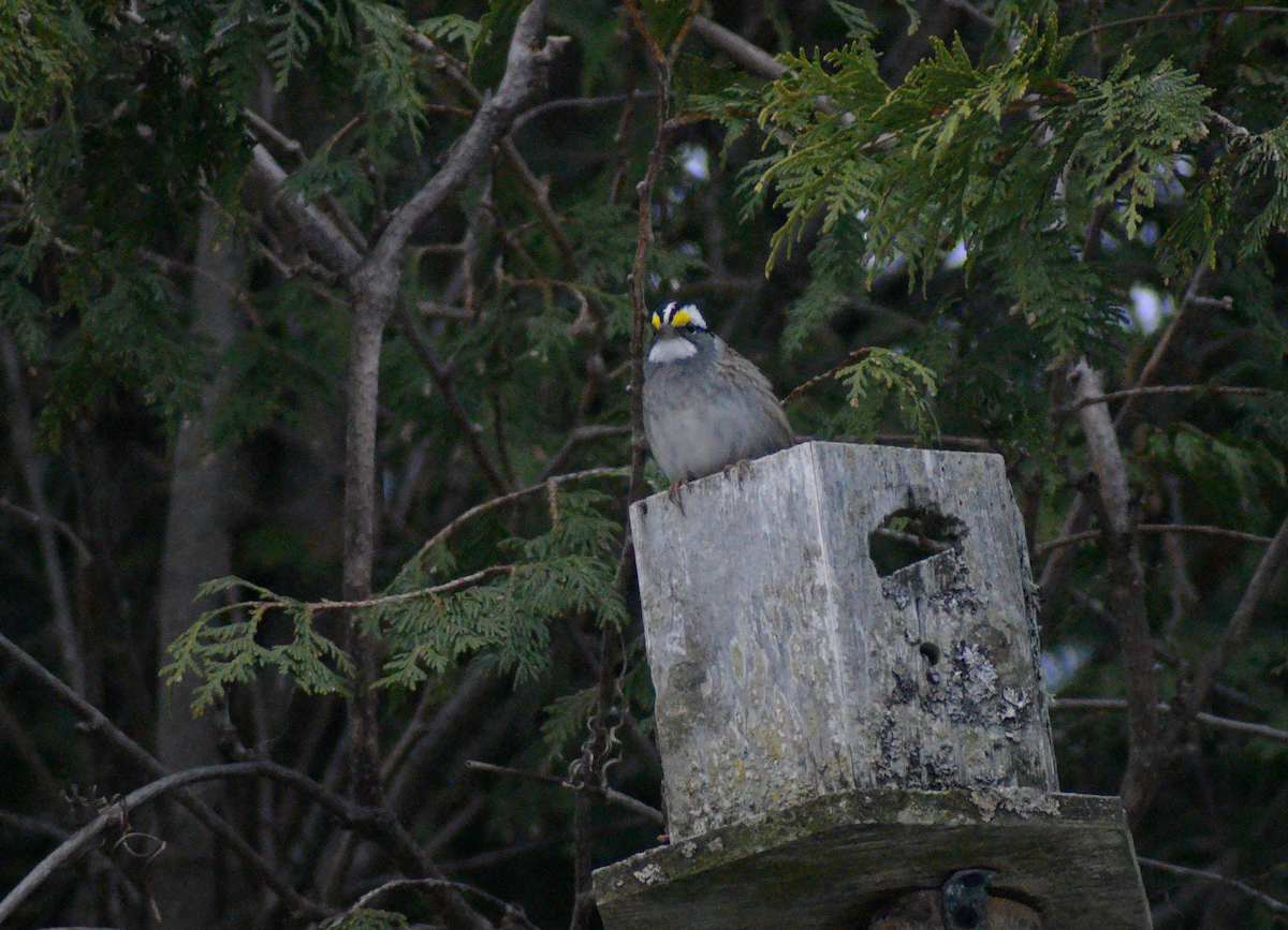 White-throated Sparrow - ML618088625