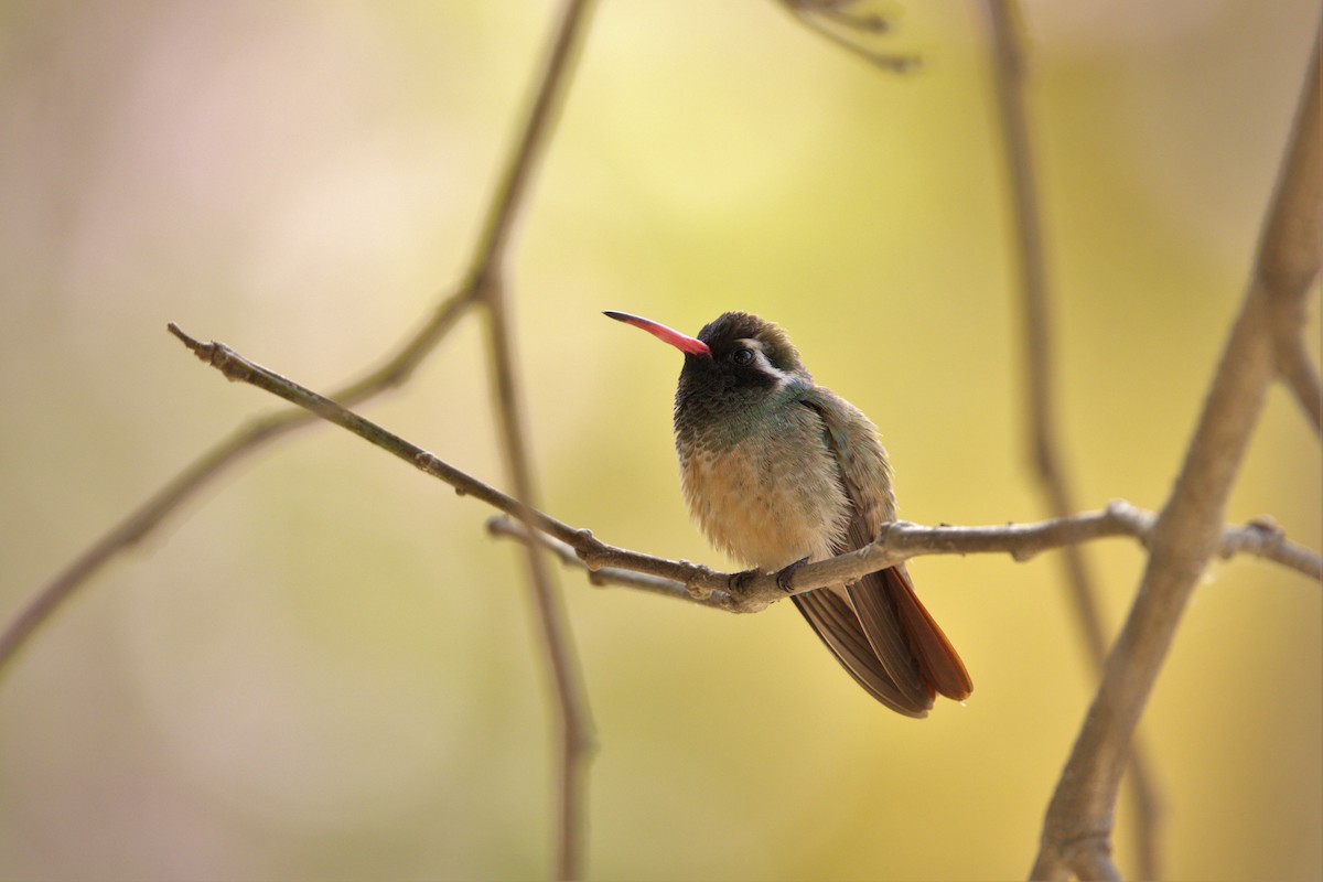 Xantus's Hummingbird - Brian Gibbons