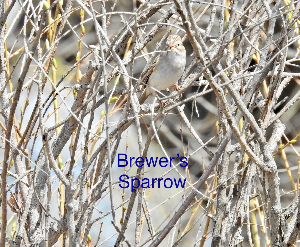 Brewer's Sparrow - Teresa Gehring