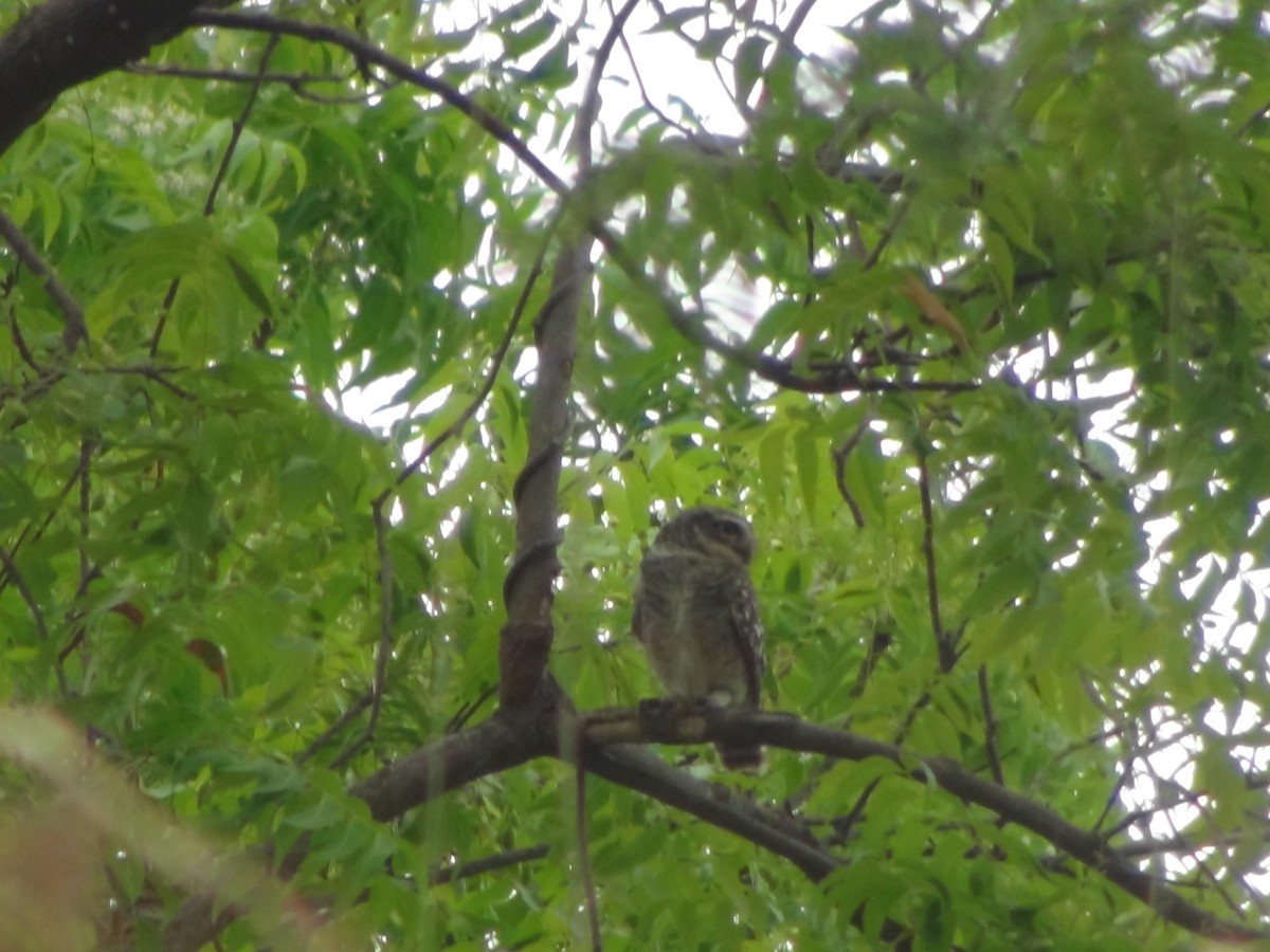 Spotted Owlet - Sudha Parimala