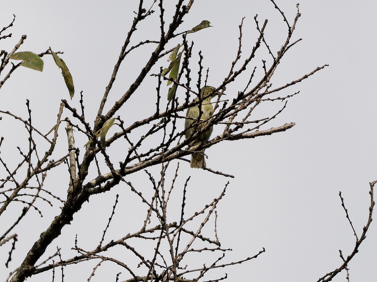 Green Sunbird (Gray-throated) - Michael Zieger