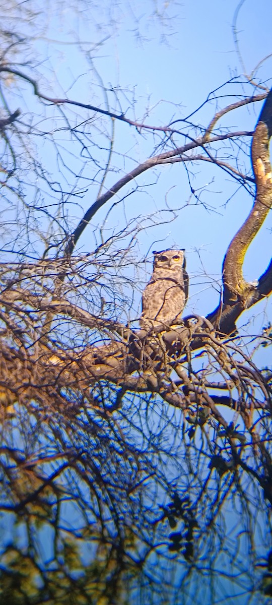 Lesser Horned Owl - ML618088657