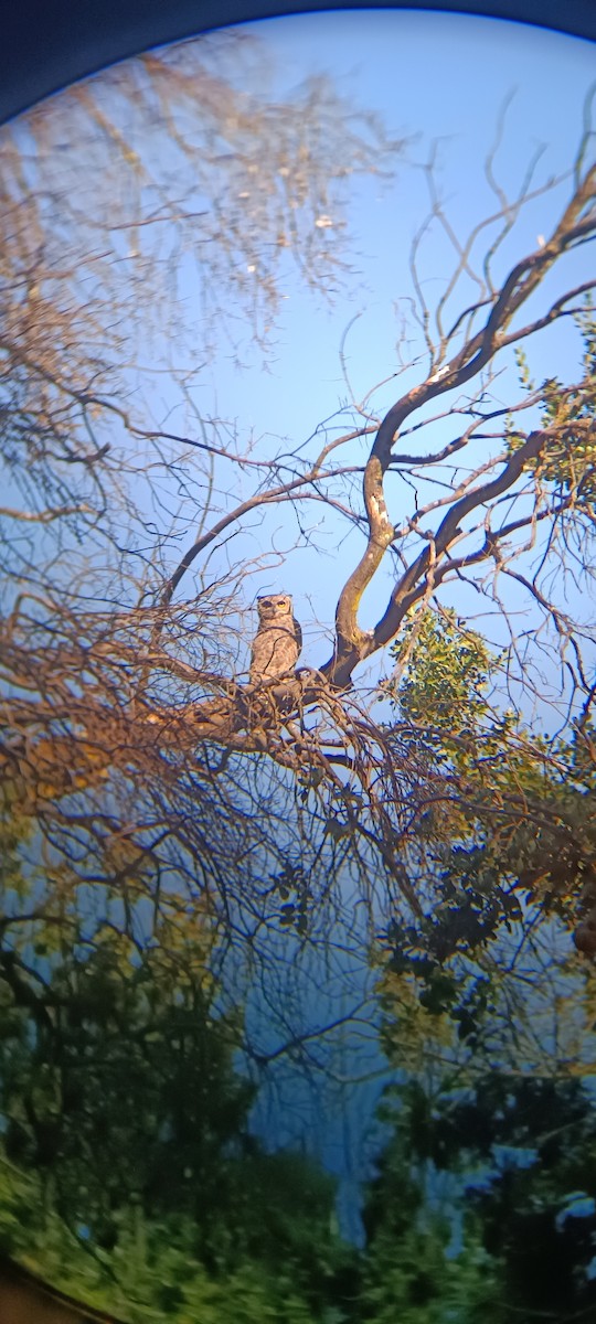 Lesser Horned Owl - ML618088659