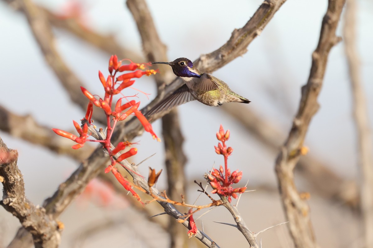 Costa's Hummingbird - Brian Gibbons