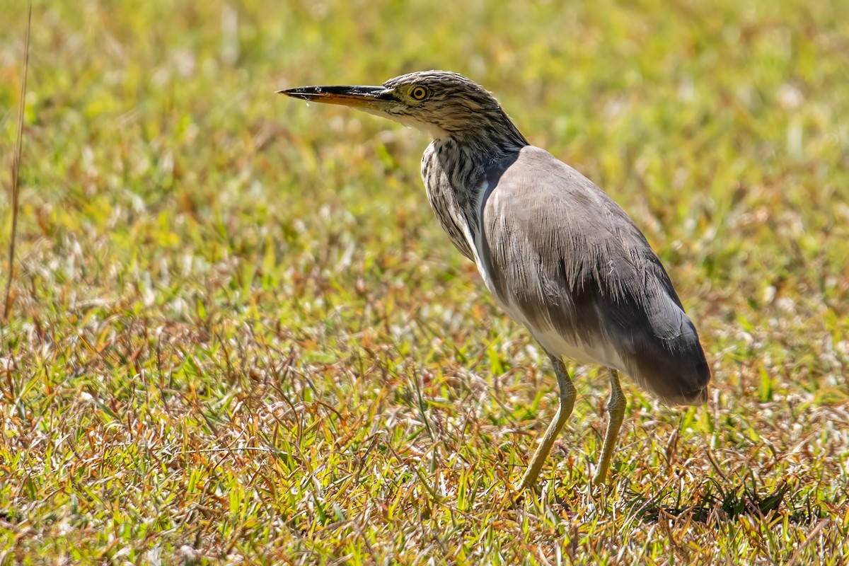 Chinese Pond-Heron - Dominic More O’Ferrall