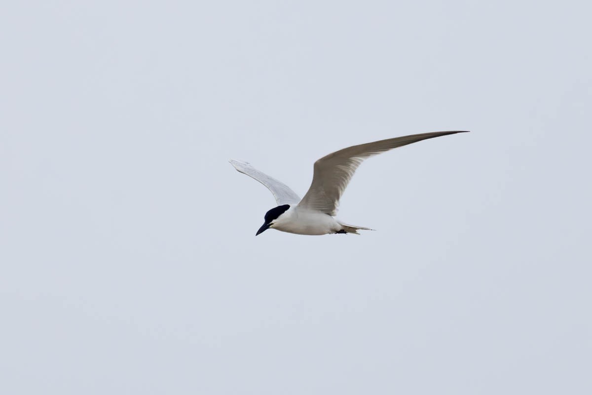 Gull-billed Tern - Mark  Laussade