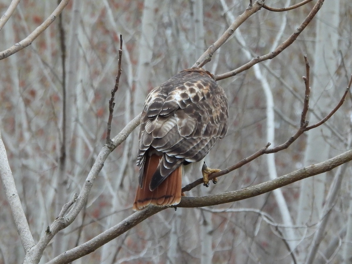 Red-tailed Hawk - Kevin Seymour
