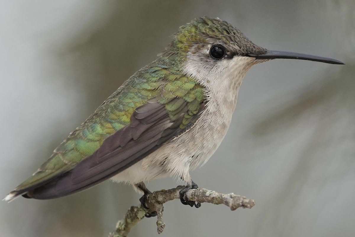 Black-chinned Hummingbird - Donald Estep