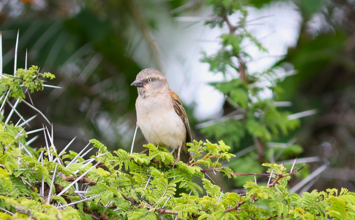Kenya Rufous Sparrow - ML618088806