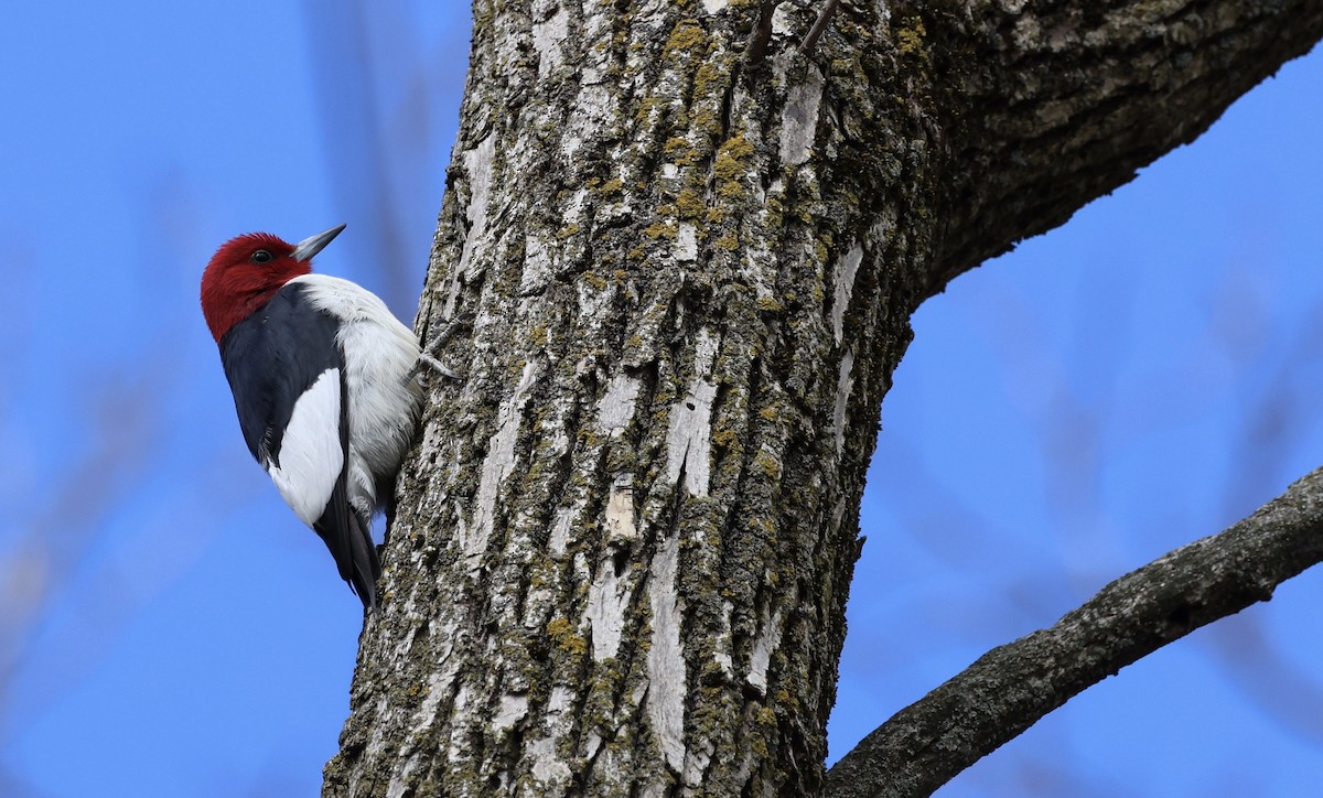 Red-headed Woodpecker - Derek Sallmann