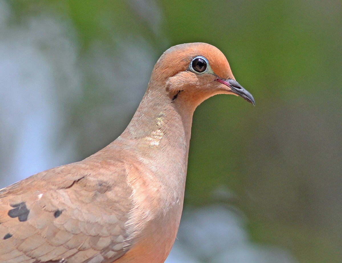 Mourning Dove - Deb Ahern