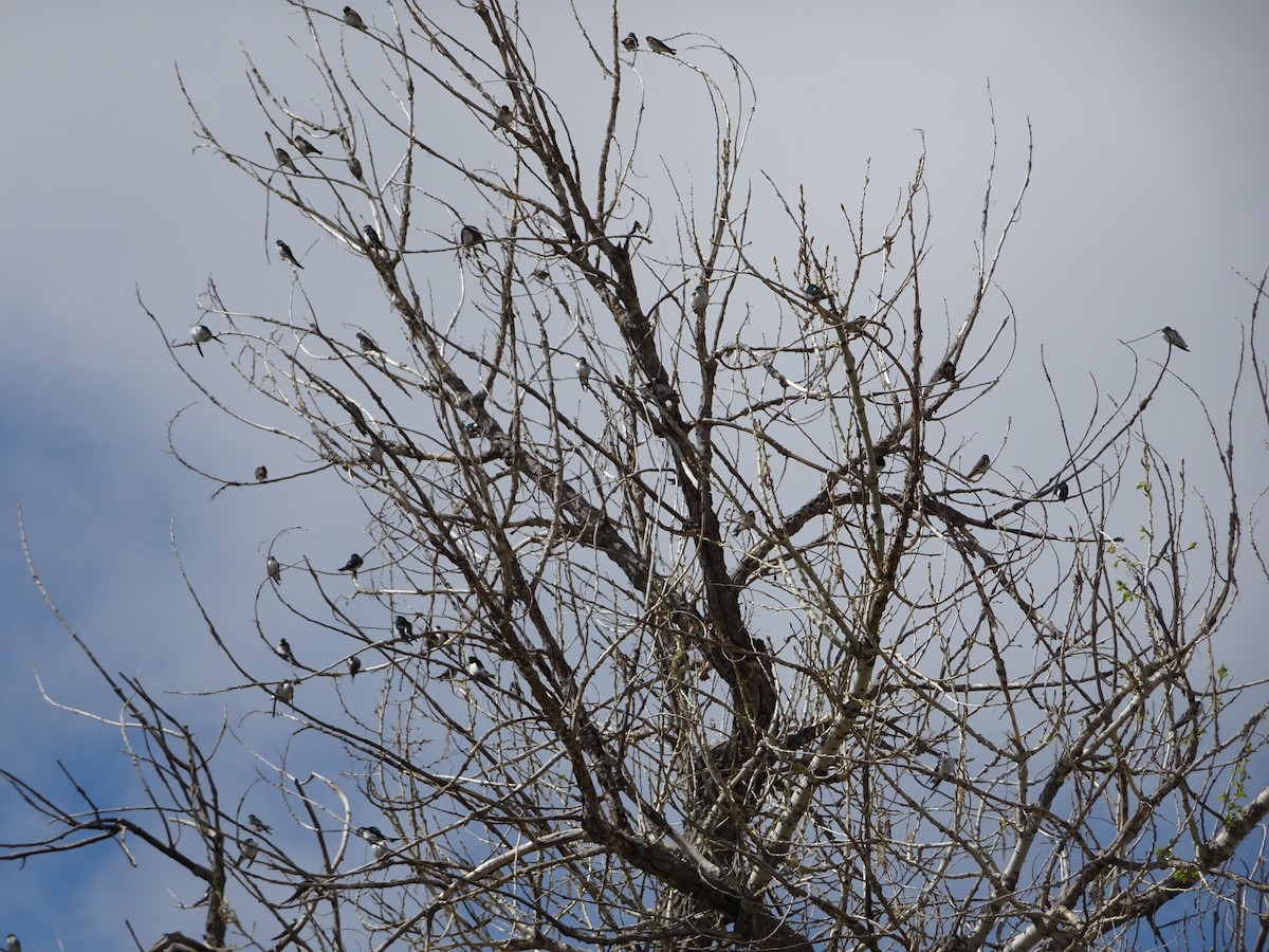 Tree Swallow - ML618088819