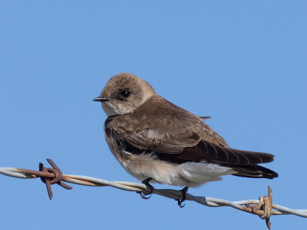 Northern Rough-winged Swallow - ML618088821
