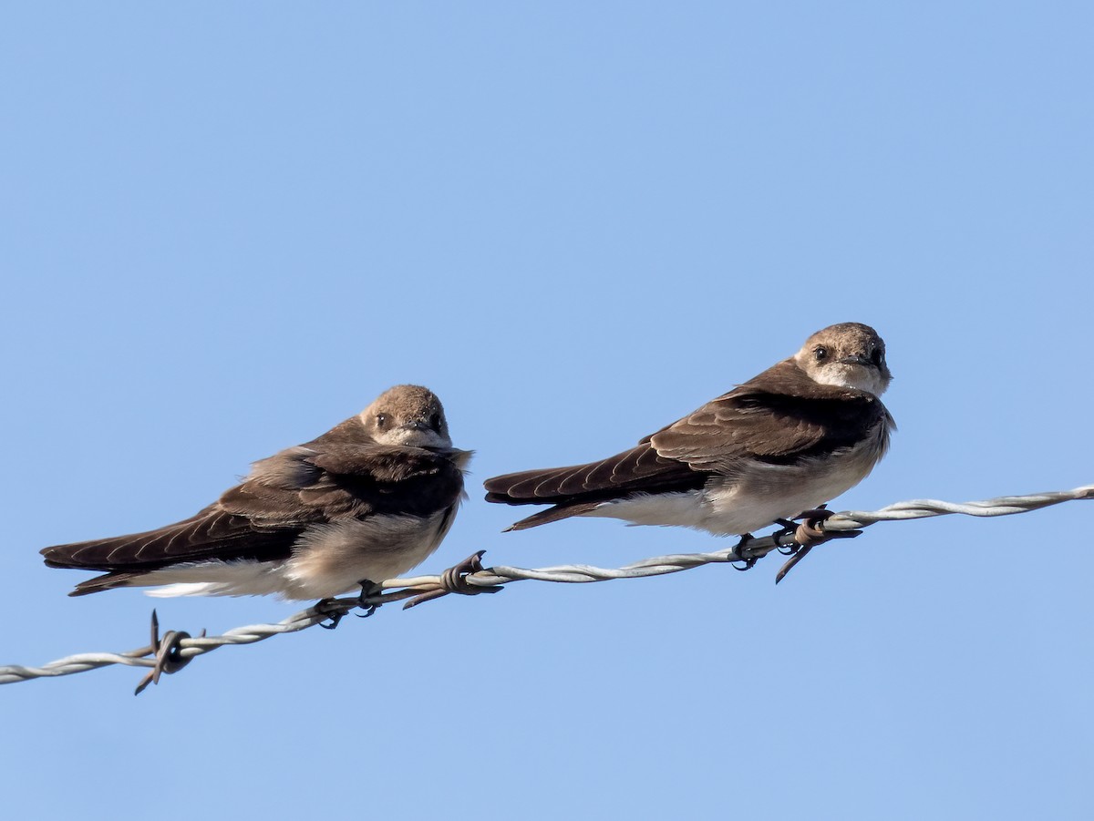 Northern Rough-winged Swallow - ML618088822