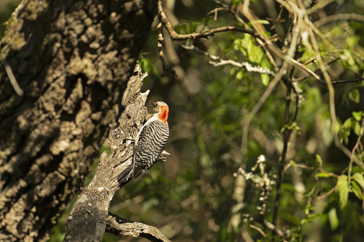 Red-bellied Woodpecker - Neil Earnest