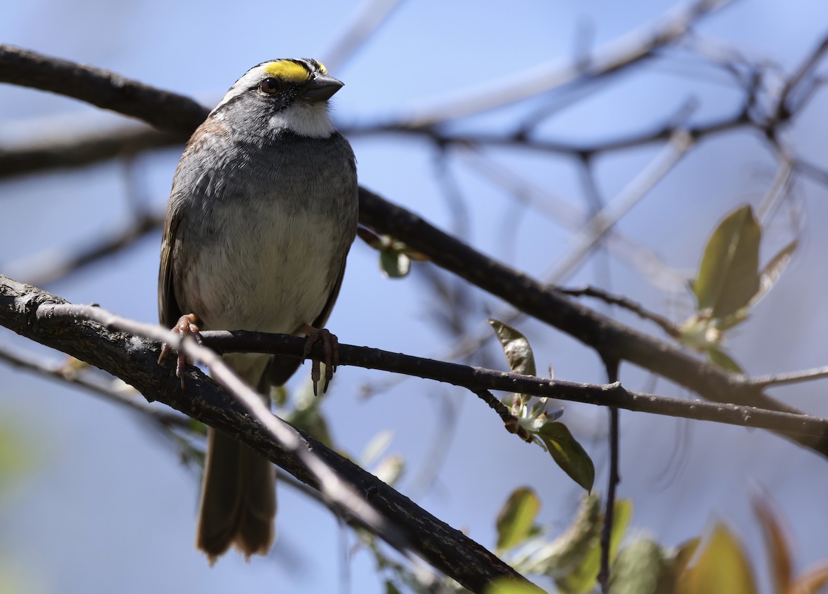 White-throated Sparrow - ML618088912