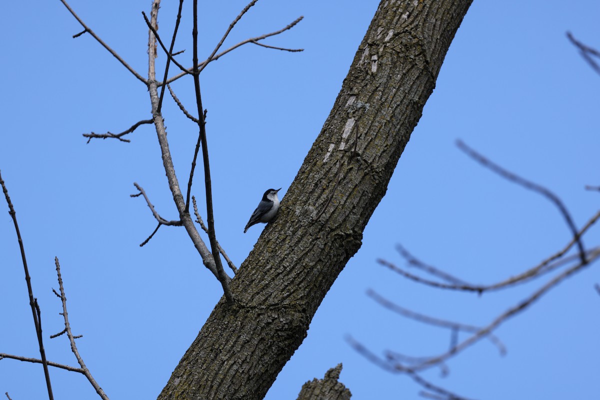 White-breasted Nuthatch - ML618088927