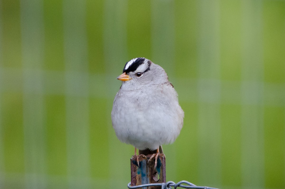 White-crowned Sparrow - James Turner