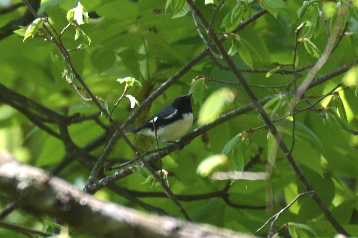 Black-throated Blue Warbler - Jim McDaniel
