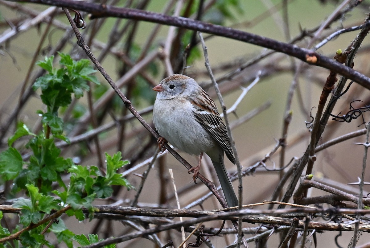 Field Sparrow - Andrew Longtin