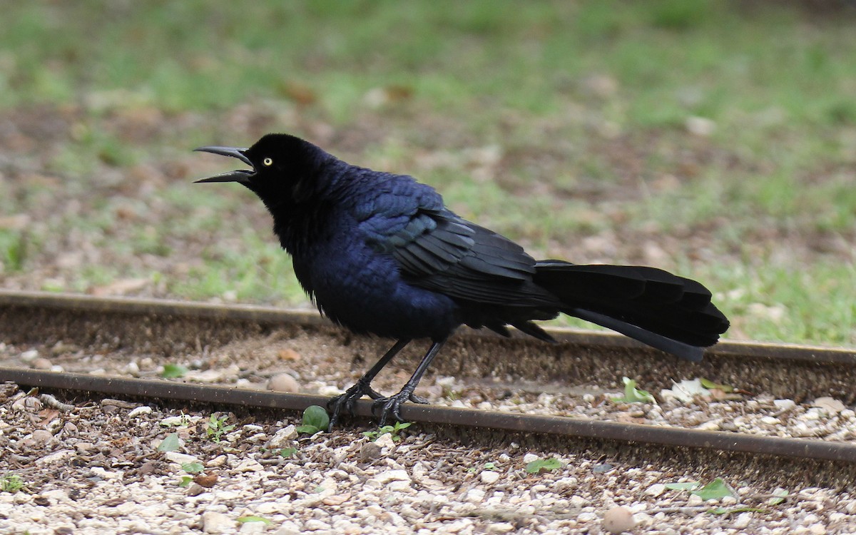 Great-tailed Grackle - ML618088982
