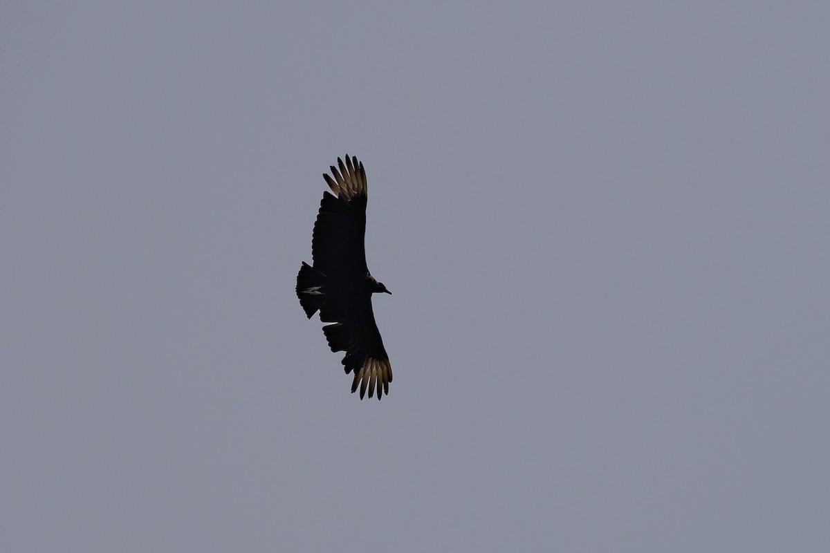 Black Vulture - Chris S. Wood