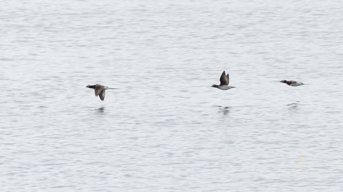 Long-tailed Duck - ML618088991