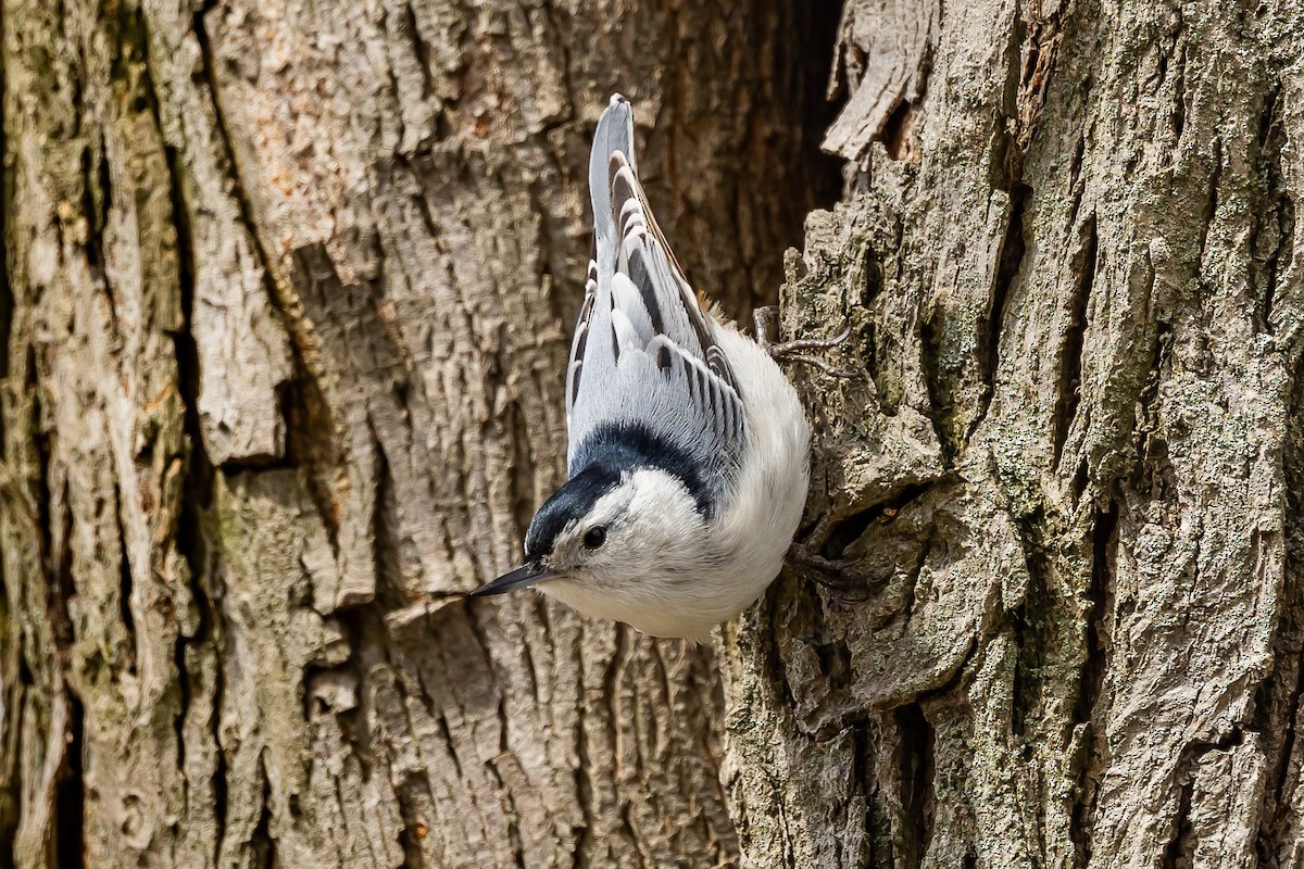 White-breasted Nuthatch - ML618089006